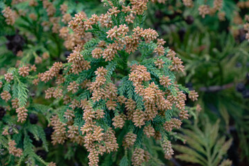 スギ　杉の花　花粉