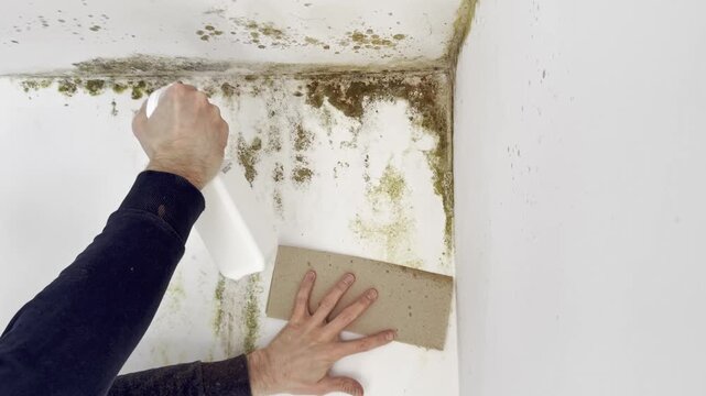 Man spraying bleach cleaner on moldy wall corner while holding paper towel. Mold removal process, household cleaning and disinfecting damp wall in home interior
