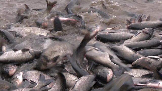 Fish Farming, Farm Breeding Silver Carp Catch Biomass, Sorting Fish. Flock of fish swimming in pond. The silver carp (Hypophthalmichthys molitrix) is a species of freshwater cyprinid fish