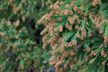 スギ　杉の花　花粉