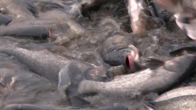 Fish Farming, Farm Breeding Silver Carp Catch Biomass, Sorting Fish. Flock of fish swimming in pond. The silver carp (Hypophthalmichthys molitrix) is a species of freshwater cyprinid fish
