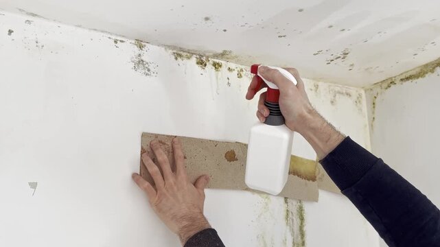 Man spraying bleach cleaner on moldy wall while holding paper towel. Mold removal and disinfecting damp wall corner in home interior