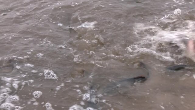 Fish Farming, Farm Breeding Silver Carp Catch Biomass, Sorting Fish. Flock of fish swimming in pond. The silver carp (Hypophthalmichthys molitrix) is a species of freshwater cyprinid fish
