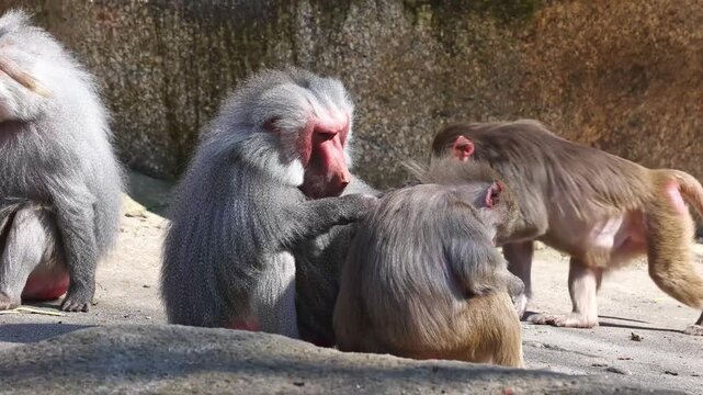 Hamadryas baboon, papio hamadryas, sitting together and grooming each other. Papio hamadryas is a species of baboon