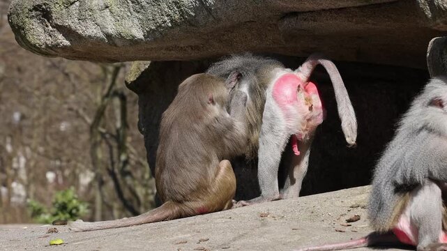 Hamadryas baboon, papio hamadryas, sitting together and grooming each other. Papio hamadryas is a species of baboon