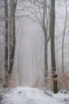 Waldweg im wei&szlig;en Winterwald 5