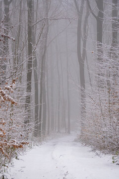 Waldweg im wei&szlig;en Winterwald 4