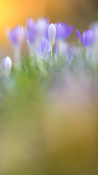 Delicate purple crocuses in the warm backlight of a spring evening, macro shot with soft bokeh and fresh green grass, symbolizing spring, new beginnings, and the awakening of nature.