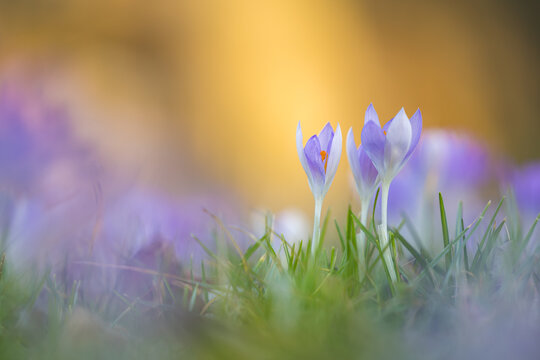 Delicate purple crocuses in the warm backlight of a spring evening, macro shot with soft bokeh and fresh green grass, symbolizing spring, new beginnings, and the awakening of nature.