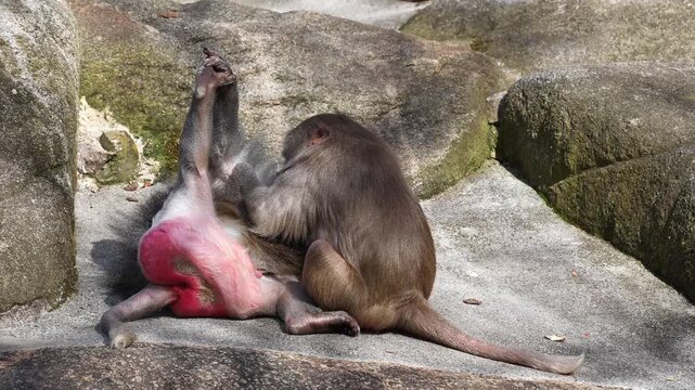 Hamadryas baboon, papio hamadryas, sitting together and grooming each other. Papio hamadryas is a species of baboon