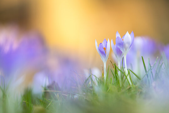 Delicate purple crocuses in the warm backlight of a spring evening, macro shot with soft bokeh and fresh green grass, symbolizing spring, new beginnings, and the awakening of nature.