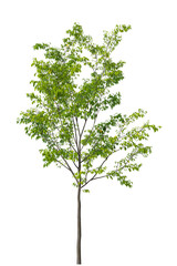 Single green small tree isolated on transparent background. Small plant isolated on transparent background. young plant or young tree isolated on white background. Small tree PNG. Small plant PNG.