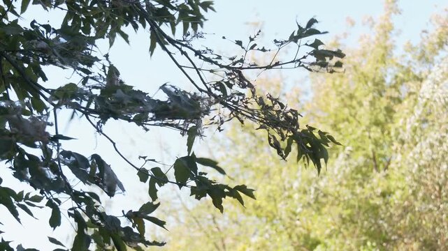 Eggs and Mature larvae, Western Tent caterpillars which are moderately sized caterpillars, or moth larvae, genus Malacosoma. Tent worm infested tree nest with little larva inside