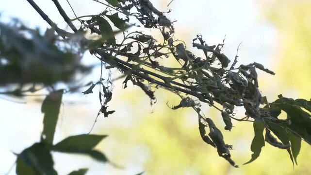 Eggs and Mature larvae, Western Tent caterpillars which are moderately sized caterpillars, or moth larvae, genus Malacosoma. Tent worm infested tree nest with little larva inside
