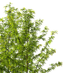 Obraz premium Plant branch isolated on transparent background. Green small tree branch isolated on transparent background. Young plant or tree leaves isolated on white background. Tree foliage PNG. Plant leaves PNG