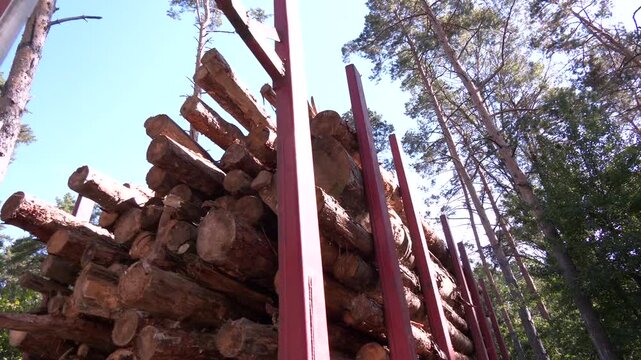 Wheeled harvester transports raw timber from felling site out. Harvesters, Forest Logging machines. Forestry forwarder on deforestation. Tractor removes harvested wood from the forest. Forestry
