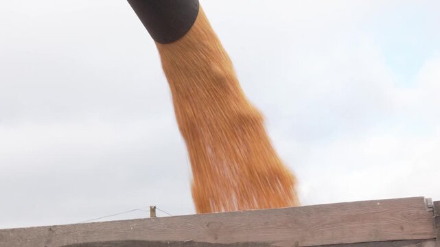 Loading of grain corn in the trailer  from a combine in the field. Modern forage harvester combiner harvesting silage maize corn tractor trailer corn field warm sunny autumn morning with overcast clou