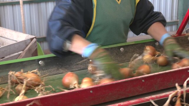 Hands of Seasonal Workers Sorting Onions in Packing House Facility. Postharvest Handling of Onion Prior Distribution to Market. Freshly Harvested Onion Bulbs Moving Along Conveyor Belt. 
