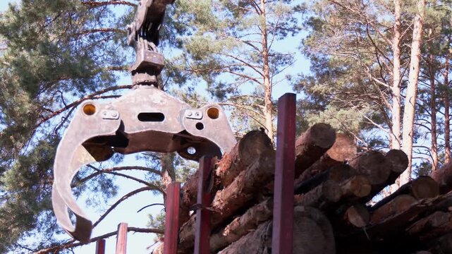 Wheeled harvester transports raw timber from felling site out. Harvesters, Forest Logging machines. Forestry forwarder on deforestation. Tractor removes harvested wood from the forest. Forestry

