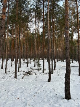 las zimą ze śnieżną pierzyną 
