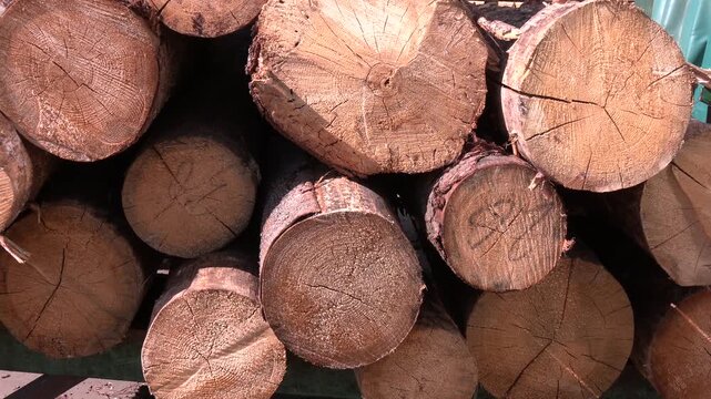 Cutting of the trees, bark beetle calamity, conifer tree logs on pile in woodland, environmental issues, sunny day.  Logging in the forest. Felled pruned trees are in the pile.