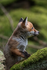 Obraz premium Cute young red fox cub sitting on a mossy rock in the wild forest 
