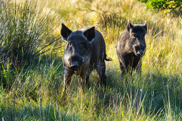 Obraz premium Wild boar in Pampas grass environment, La Pampa province, Patagonia, Argentina.