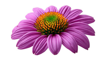 Obraz premium Blooming Echinacea: A close-up view of a vibrant Echinacea flower showcases its intricate beauty, revealing a layered arrangement of delicate petals and a prominent central disc. 