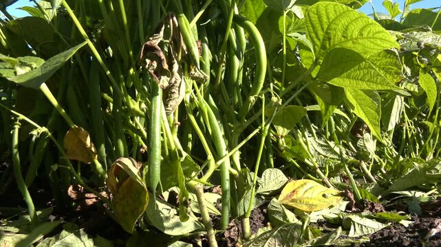 Beans Flowers is Garden. Fresh Still to Pick Beans Hanging on a Bean Plant.Organic Garden Fresh Italian Green Beans. French bean field is at vegetative stage. Mung bean green pods close up.
