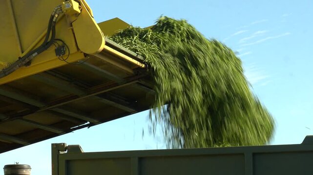Green Beans Harvest. Combine for harvesting asparagus beans. A combine harvesting soybeans at sunset