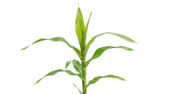 A vibrant young corn plant with green leaves isolated on transparent background