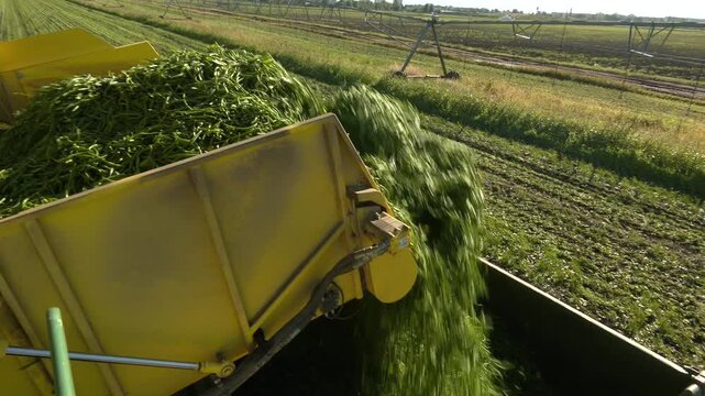Green Beans Harvest. Combine for harvesting asparagus beans. A combine harvesting soybeans at sunset