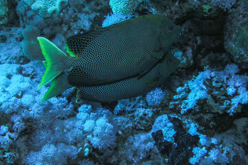 Obraz premium Pair of Sweetlips Fish Swimming Over Coral Reef in Blue Underwater Scene