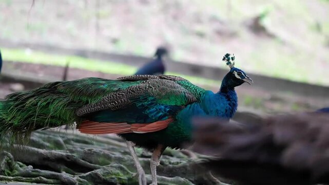 the most beautiful bird in park, blue peacocks showing off its beauty in the wild