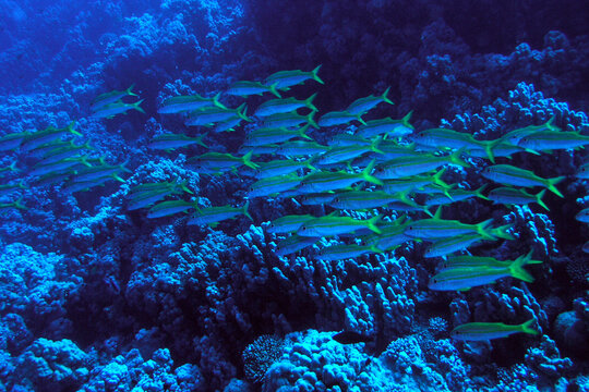 School of Yellowtail Snapper Swimming Over Coral Reef in Blue Ocean