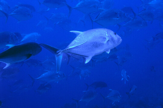 School of Trevally Fish in Deep Blue Ocean &ndash; Large Predator Leading the Pack
