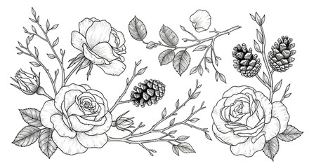 Black and White Floral Illustration with Roses. © loxia stock image