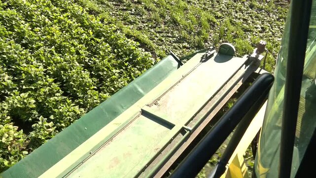 Green Beans Harvest. Combine for harvesting asparagus beans. A combine harvesting soybeans at sunset