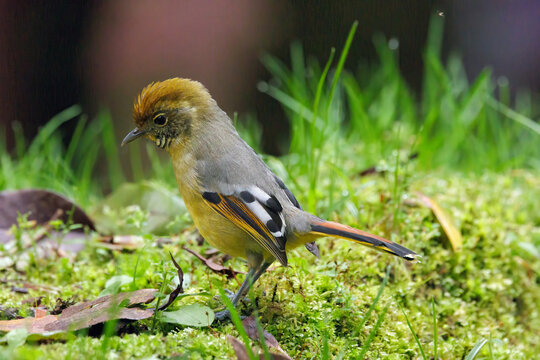 Chestnut-tailed Minla bird foraging on mossy ground in thailand