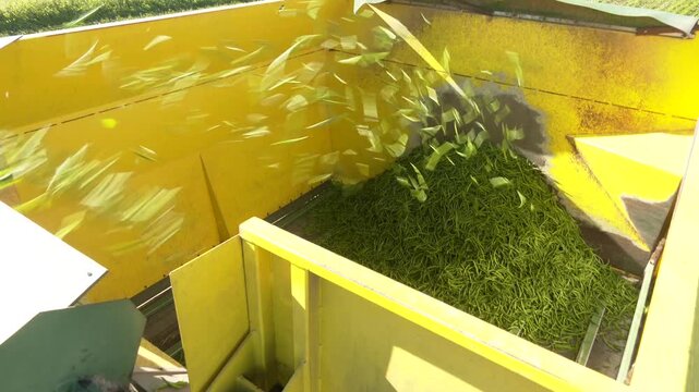 Green Beans Harvest. Combine for harvesting asparagus beans. A combine harvesting soybeans at sunset