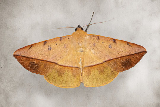 Moth displaying camouflage resembling dry leaf in malaysia