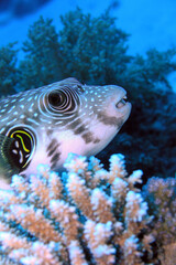 Pufferfish Peeking Over Coral Reef – Tropical Marine Life Close-Up with Copy Space © Osama