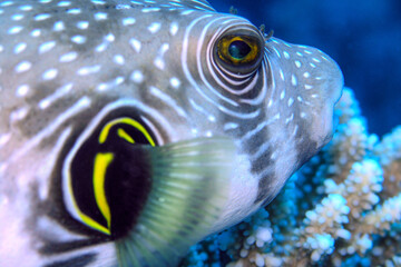 Extreme Close-Up of Pufferfish Eye and Pattern – Macro Underwater Marine Life Detail © Osama