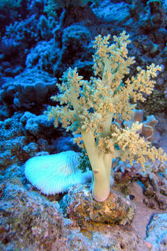 Soft Coral Tree on Tropical Reef &ndash; Delicate Marine Life Structure Underwater