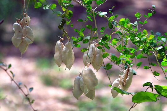 Fruits of Colutea arborescens (Bladder Senna, Common Bladder Senna), met in Pamir Mountains, Tajikistan