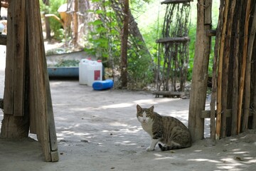 Cat sitting by wooden fence on farm © Iwona