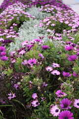 Obraz premium Pink and purple flowers in the garden