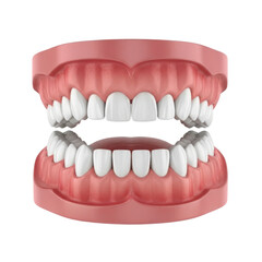 Obraz premium 3D Render of Perfect Human Teeth and Gums Structure
