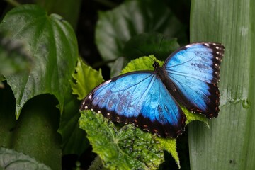 Morpho peleides
