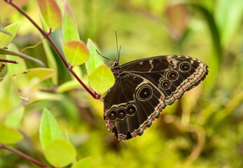 Morpho peleides © Hana